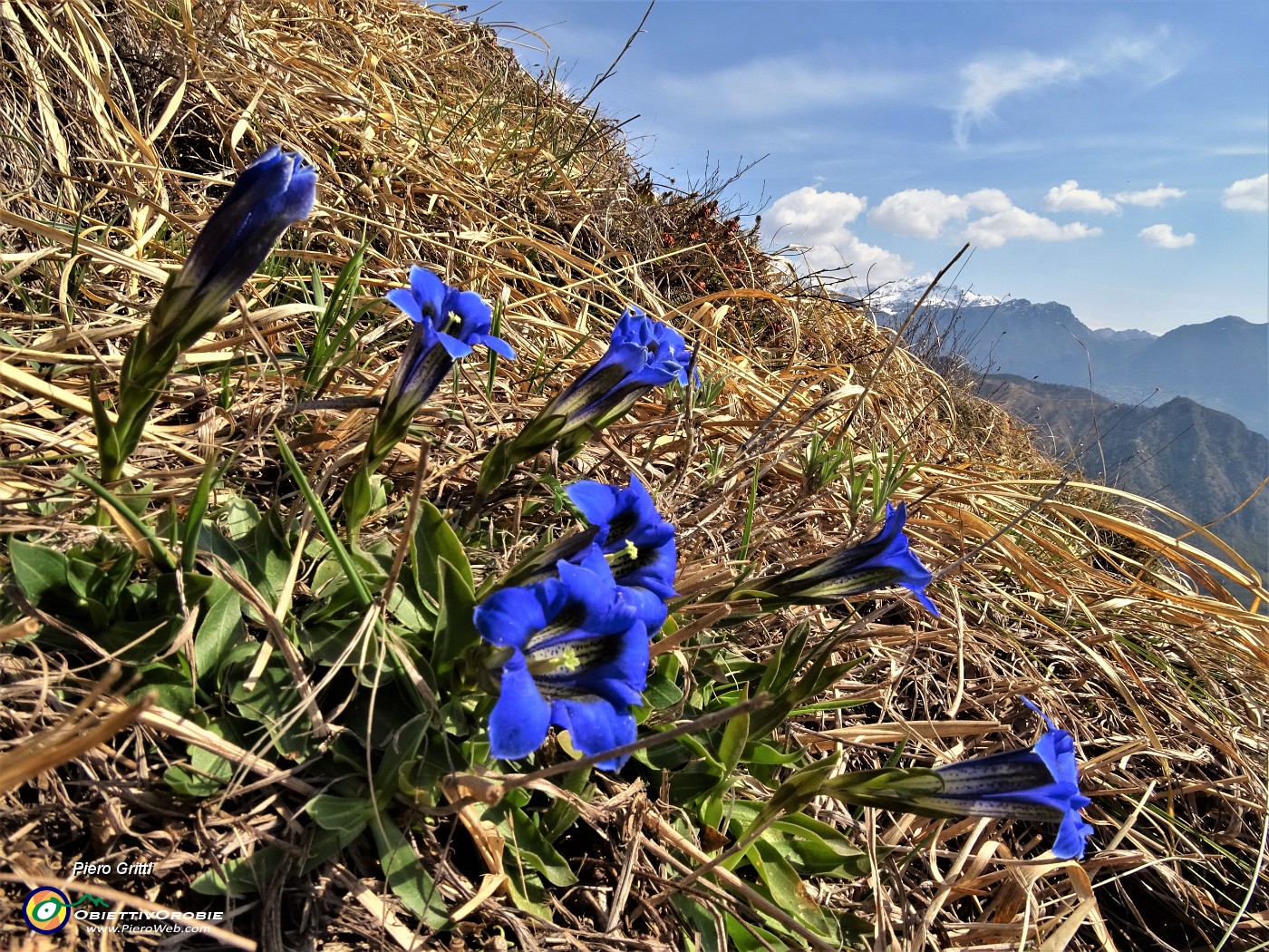 48 Gentiana Clusii in fiore.JPG